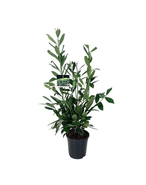 Prunus
