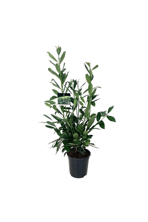 Portugiesischer Lorbeer Prunus Caucasica