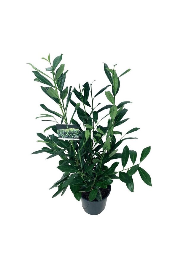 Portugiesischer Lorbeer Prunus Caucasica
