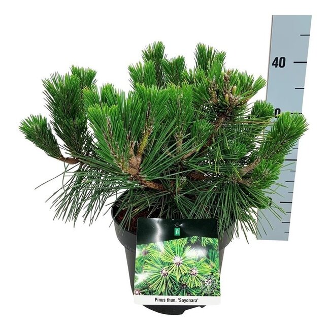 Kiefer Pinus thunbergii Sayonara