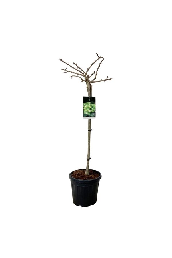 Japanischer Walnussbaum Ginkgo biloba Mariken