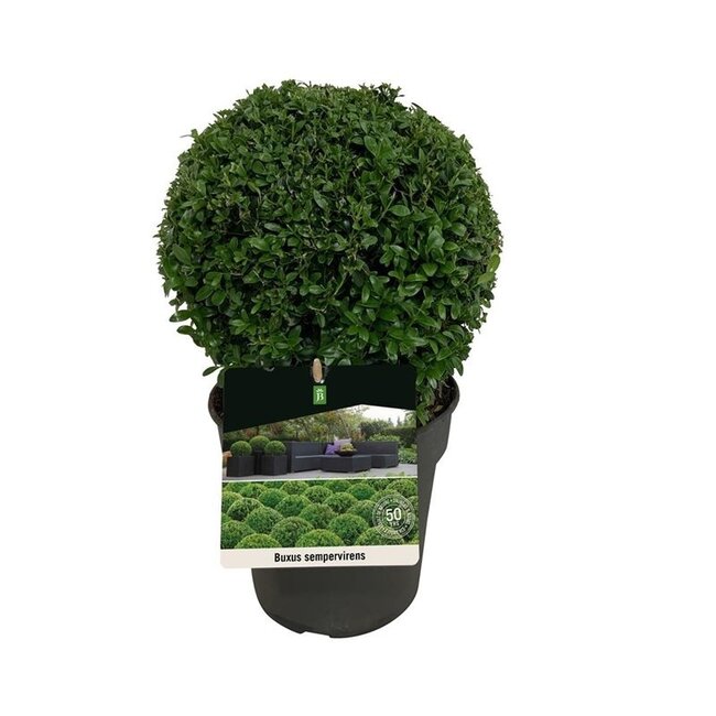 Buxus sempervirens