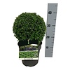 Buxus sempervirens