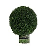 Buxus sempervirens