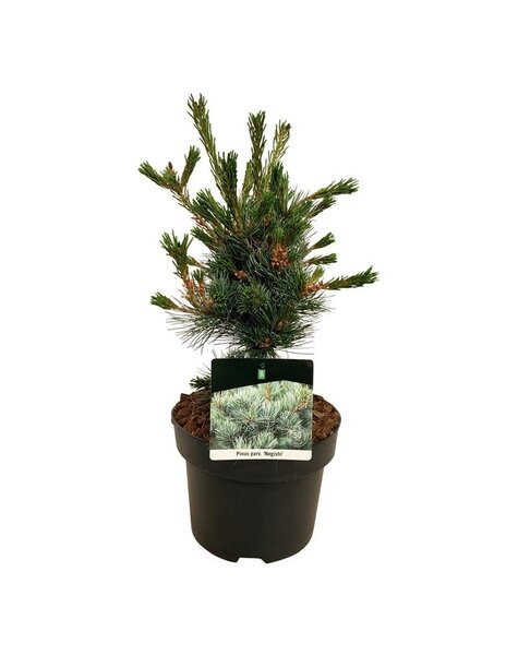 Pinus