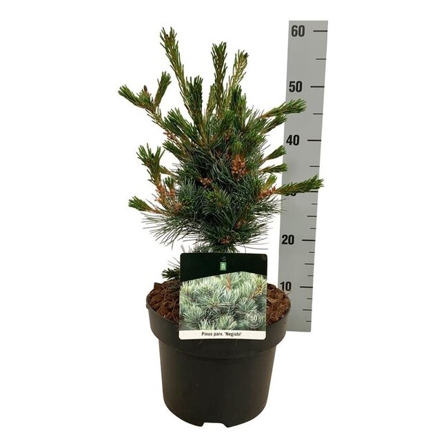 Kiefer Pinus Negishi