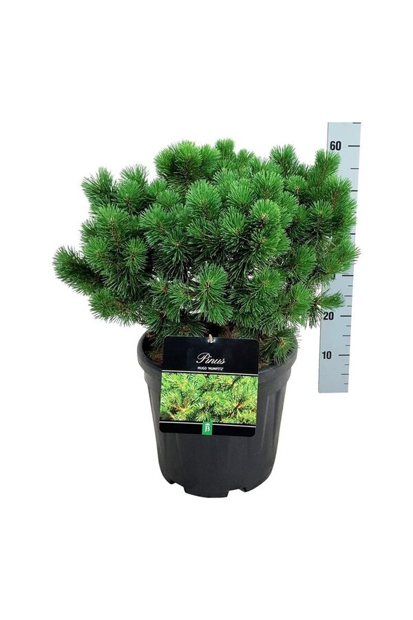 Kiefer Pinus mugo Mumpitz
