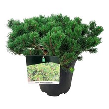 Pinus