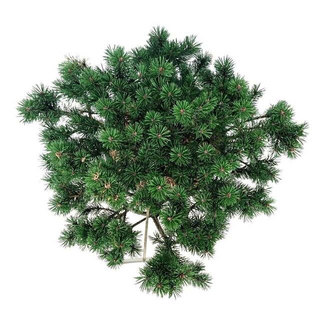 Kiefer Pinus mugo Klostergrün