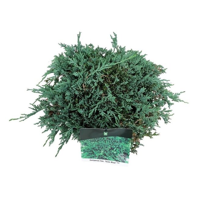 Zypresse Juniperus Icee Blue ®