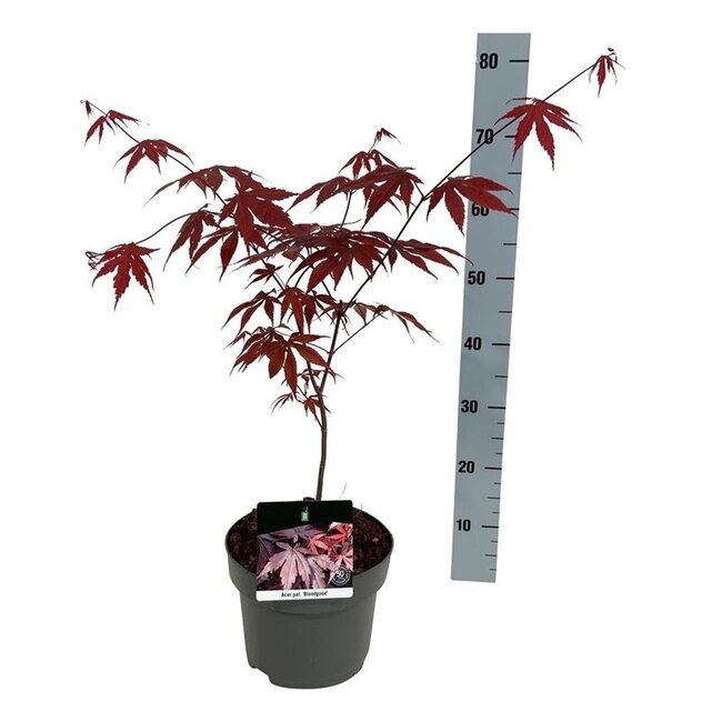 Ahorn Acer Bloodgood