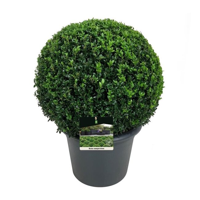 Buxus sempervirens