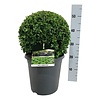 Buxus sempervirens