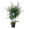 Schmetterlingsstrauch Buddleja White Profusion