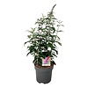 Schmetterlingsstrauch Buddleja Pink Delight