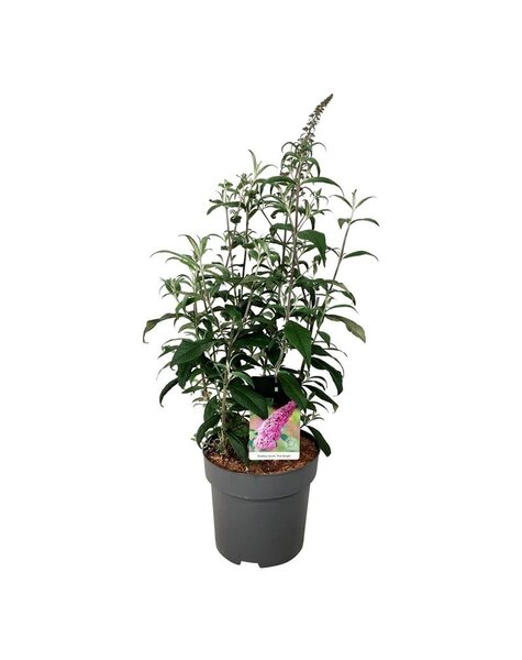 Buddleja