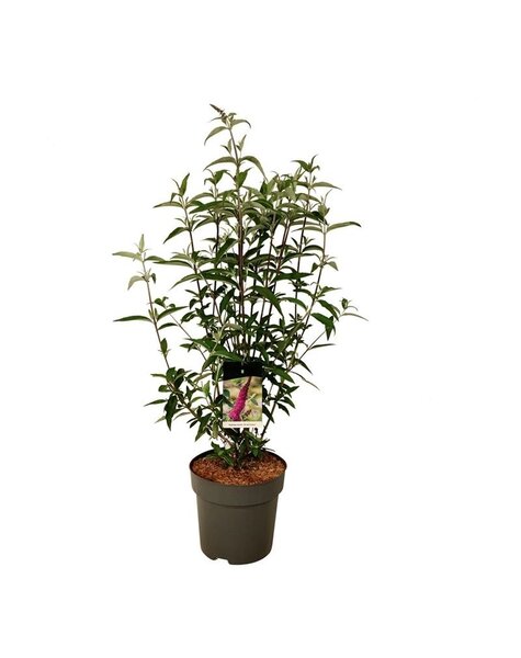 Buddleja