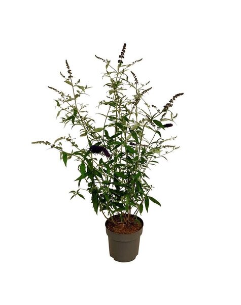 Buddleja