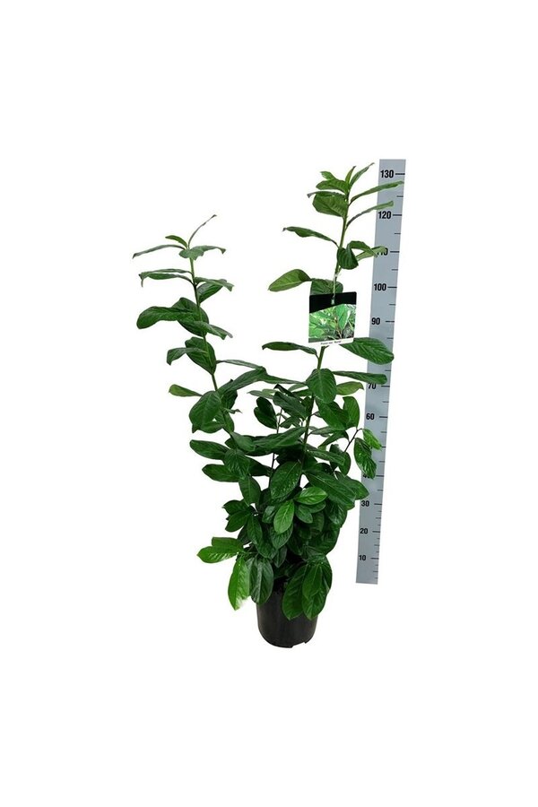 Portugiesischer Lorbeer Prunus Novita