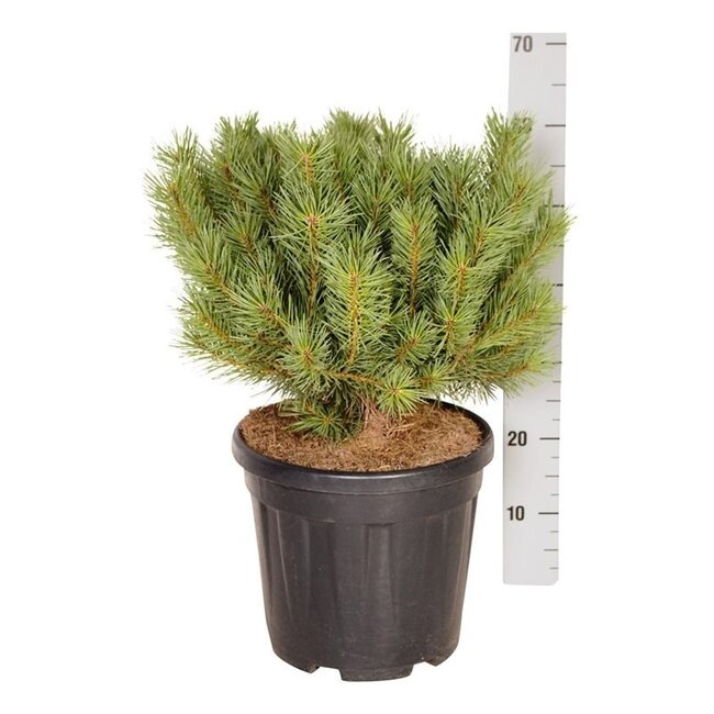 Kiefer Pinus Watereri