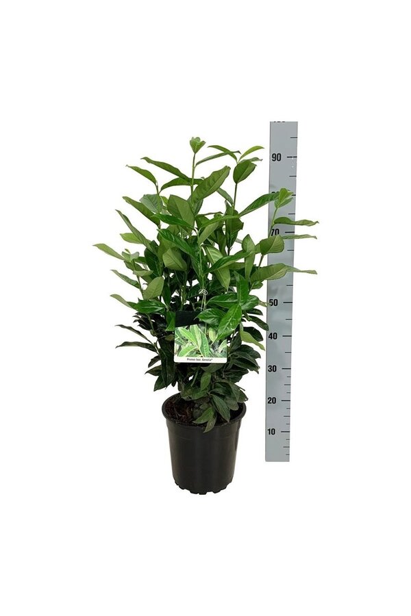 Lorbeerkirsche Prunus Genolia ®