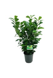 Portugiesischer Lorbeer Prunus Etna
