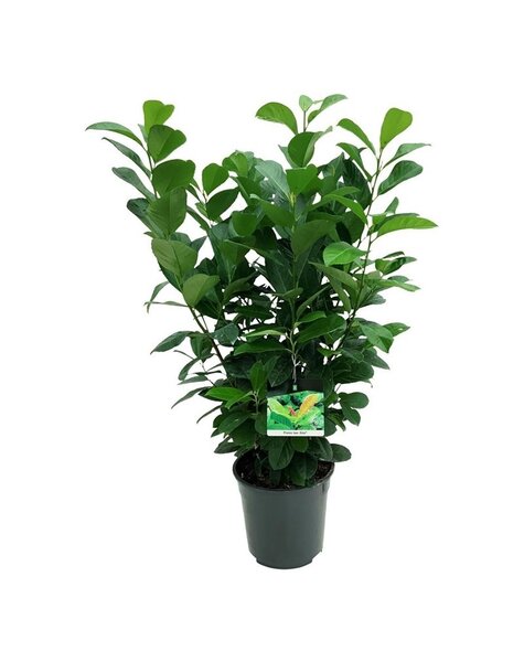 Prunus