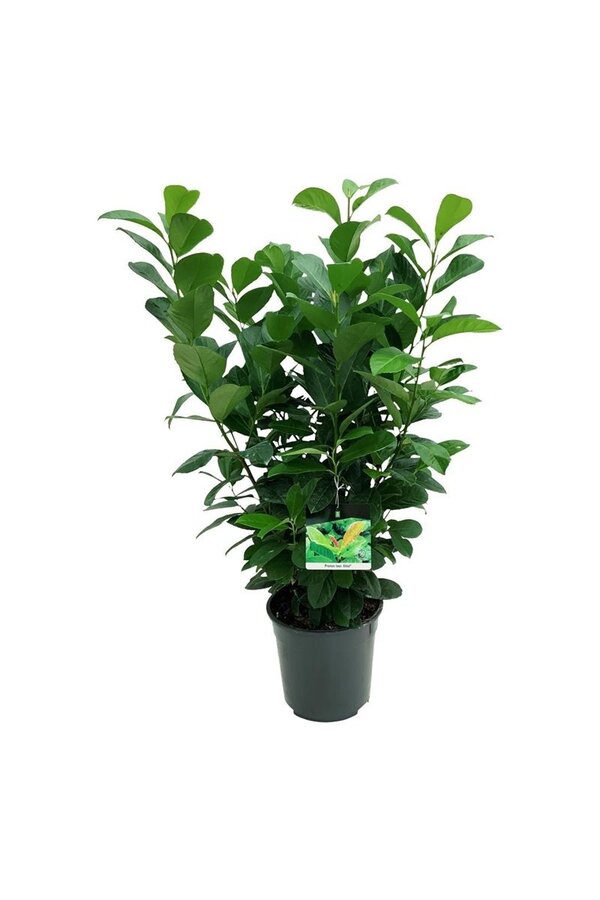 Portugiesischer Lorbeer Prunus Etna