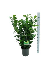 Portugiesischer Lorbeer Prunus Etna