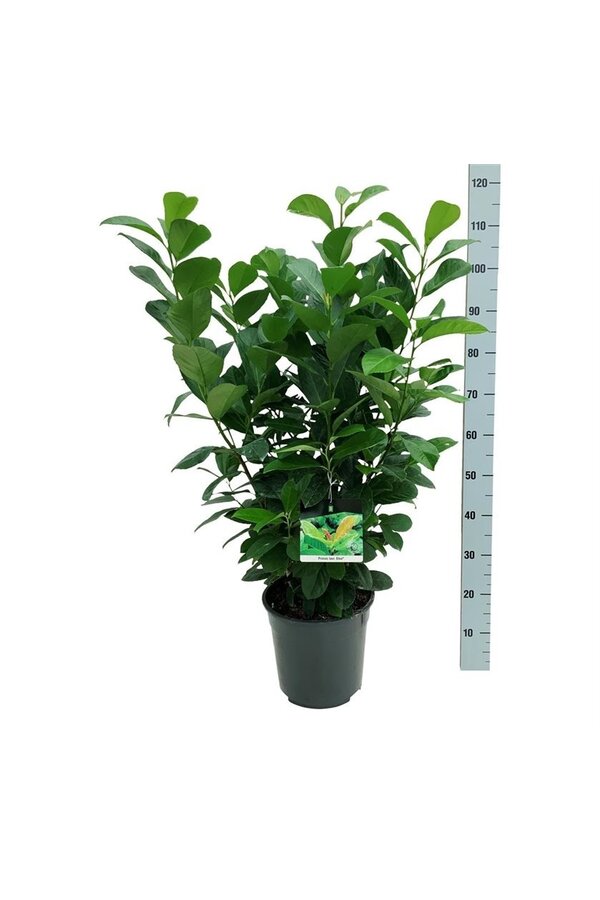 Portugiesischer Lorbeer Prunus Etna