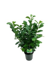 Portugiesischer Lorbeer Prunus Etna