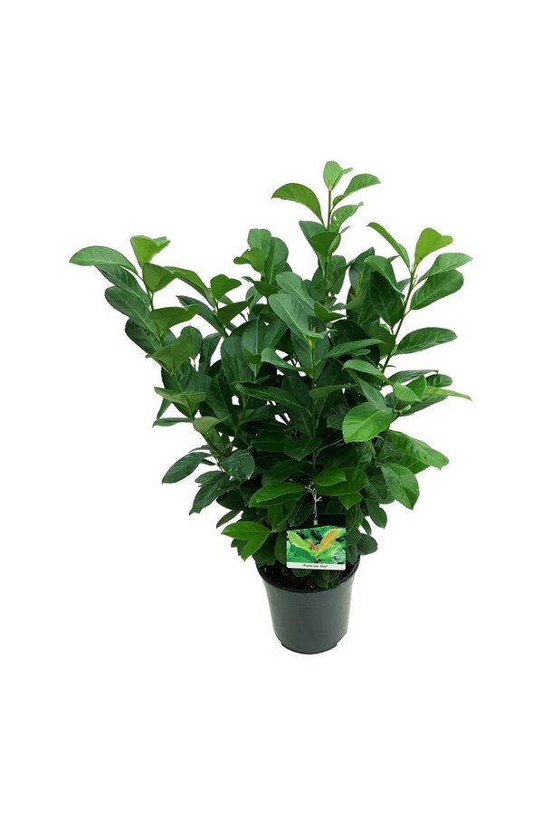 Portugiesischer Lorbeer Prunus Etna