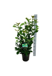 Portugiesischer Lorbeer Prunus Etna
