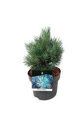 Kiefer Pinus Watereri