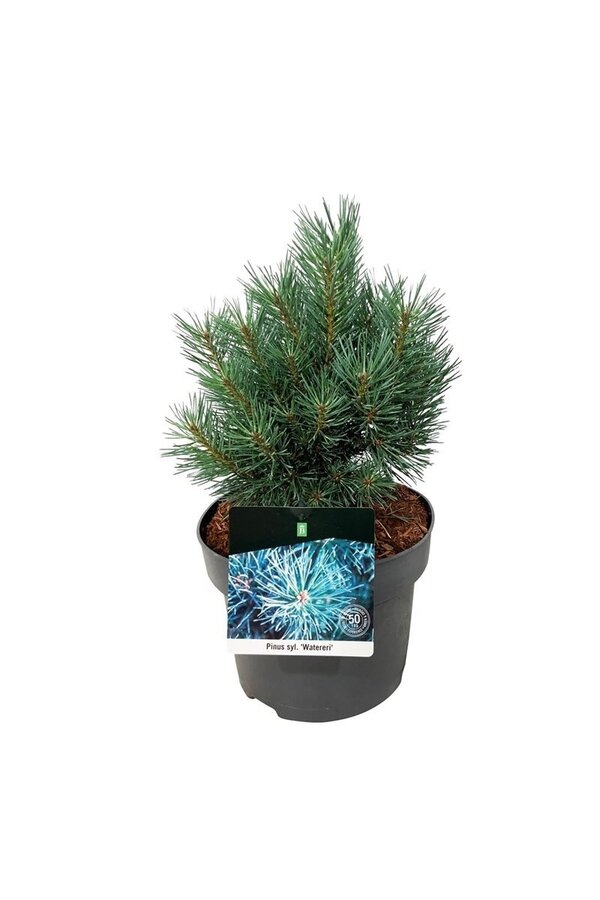 Kiefer Pinus Watereri