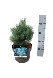 Kiefer Pinus Watereri