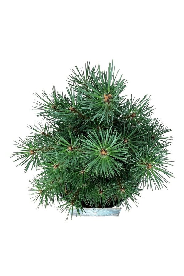 Kiefer Pinus Watereri