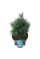 Kiefer Pinus Watereri