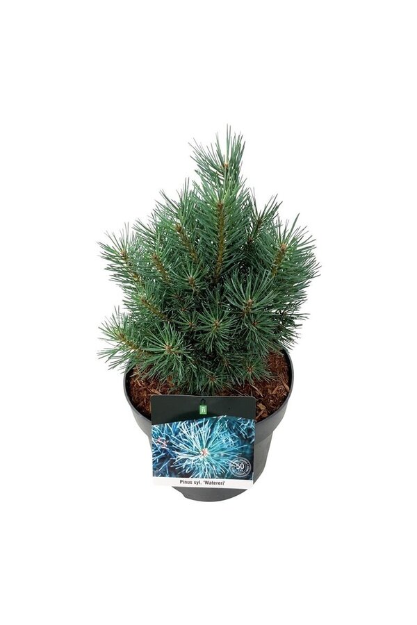 Kiefer Pinus Watereri