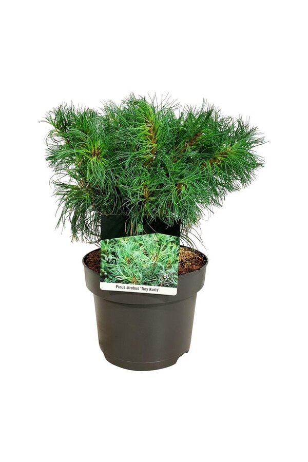 Kiefer Pinus strobus Tiny Kurls
