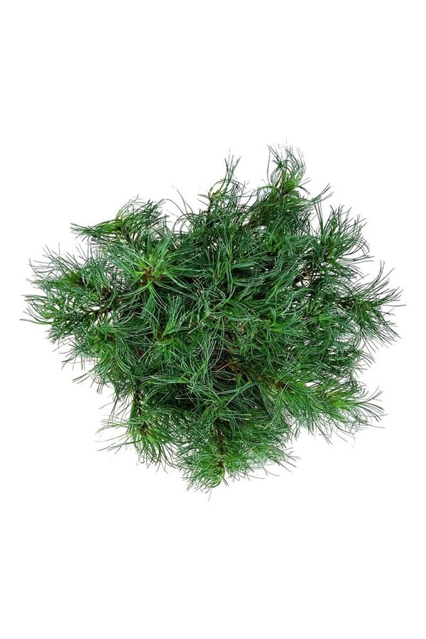 Kiefer Pinus strobus Tiny Kurls
