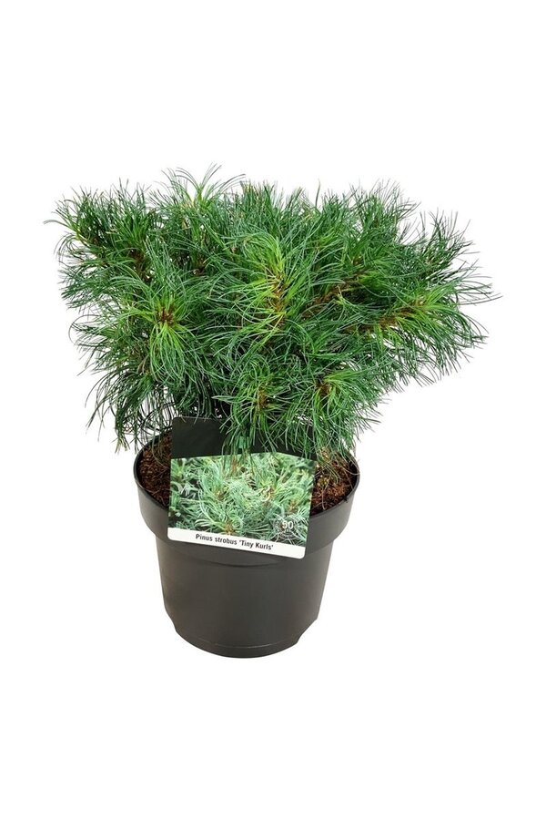 Kiefer Pinus strobus Tiny Kurls