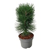 Kiefer Pinus nigra Pyramidalis