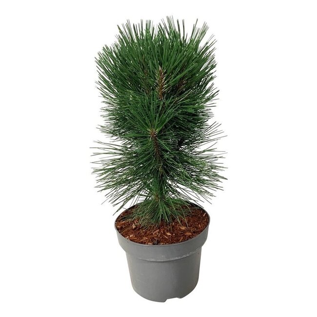 Kiefer Pinus nigra Pyramidalis