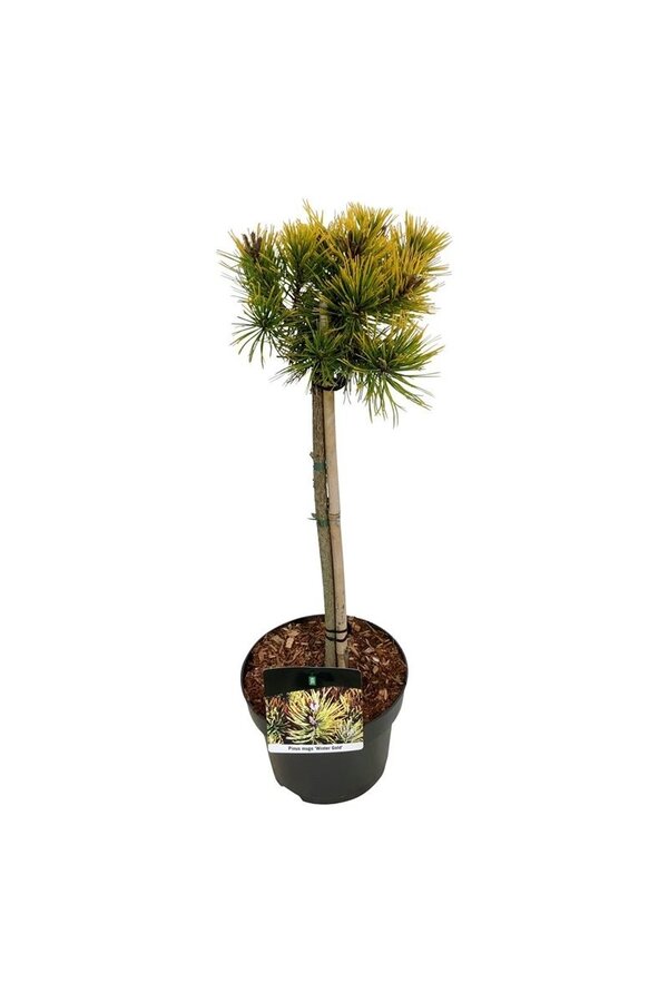 Kiefer Pinus mugo Wintergold