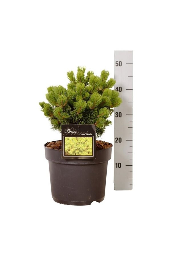 Kiefer Pinus mugo Mumpitz