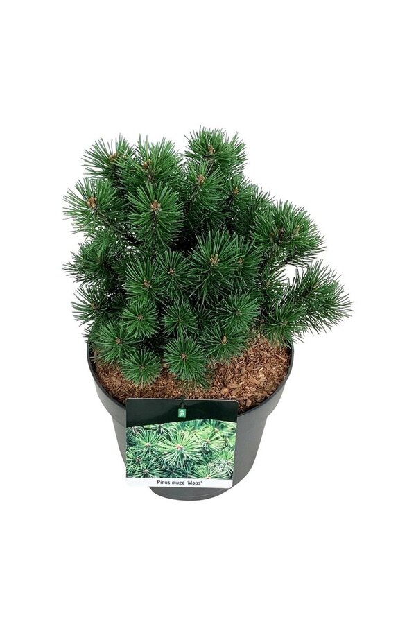 Kiefer Pinus mugo Mops