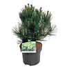 Kiefer Pinus Compact Gem