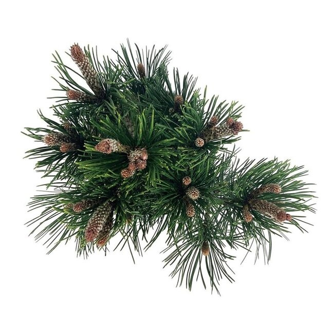 Kiefer Pinus Compact Gem