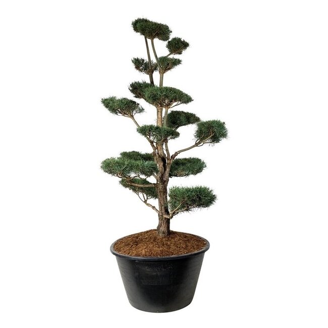 Kiefer Pinus sylvestris
